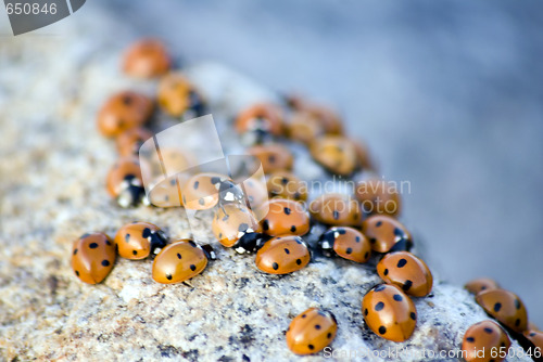 Image of Ladybug Background