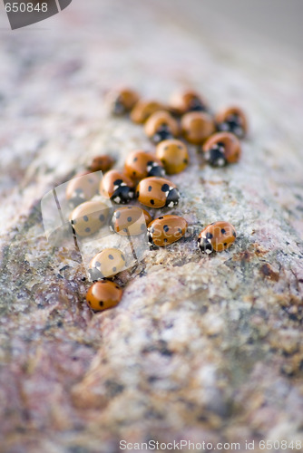 Image of Ladybug Background