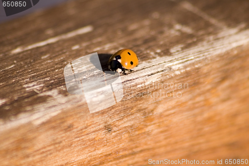 Image of Ladybug Background