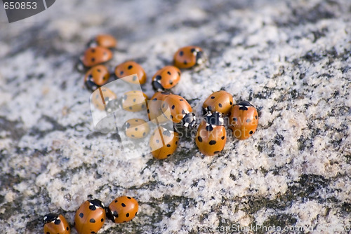 Image of Ladybug Background