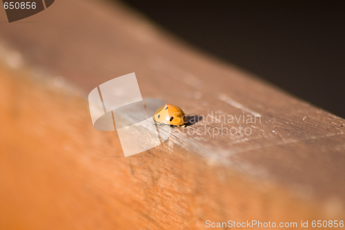 Image of Ladybug Background