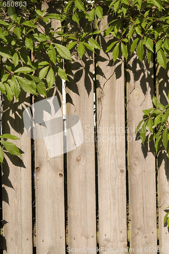 Image of Floral Background
