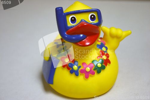 Image of snorkeling rubber ducky