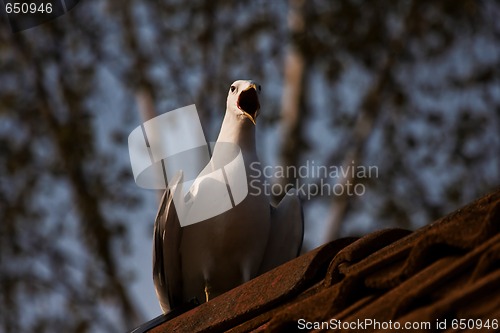 Image of screaming