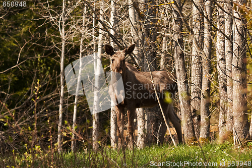 Image of Young moose