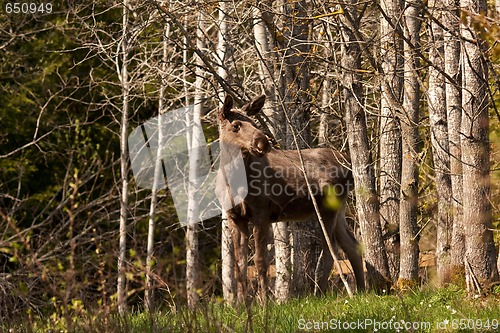 Image of moose calf