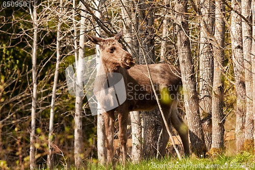 Image of Moose calf