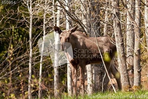 Image of Moose calf