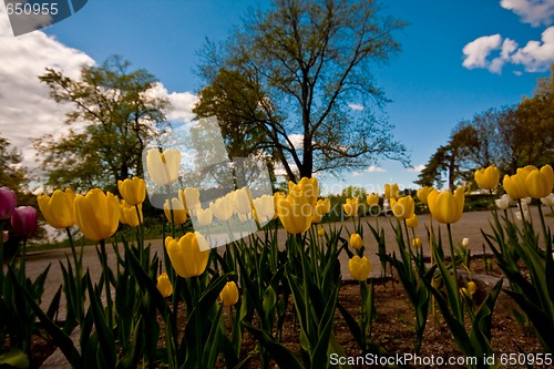 Image of yellow tulips