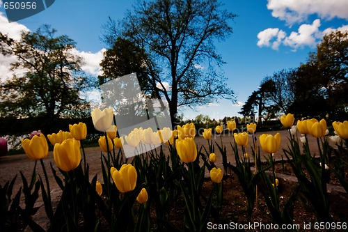 Image of yellow tulips