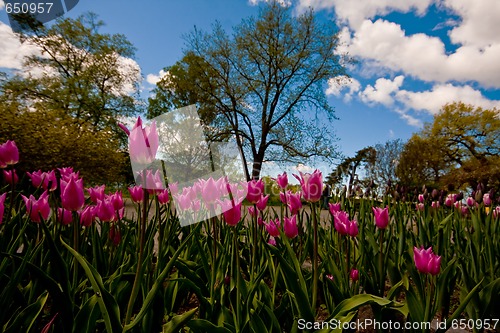 Image of pink tulips
