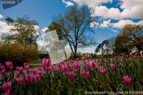 Image of pink tulips