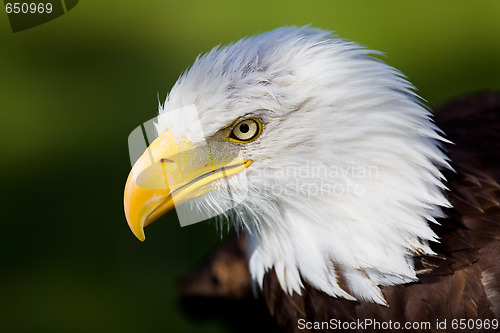 Image of Eagle