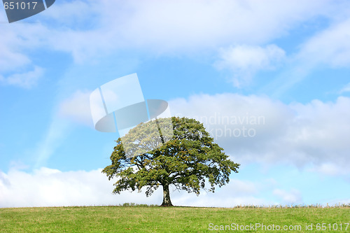 Image of Summer Oak Tree