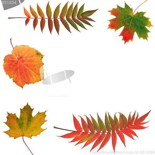 Image of Autumnal Leaves