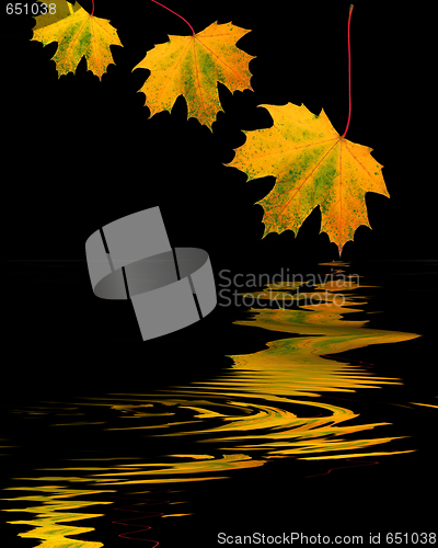 Image of Golden Leaves of Autumn
