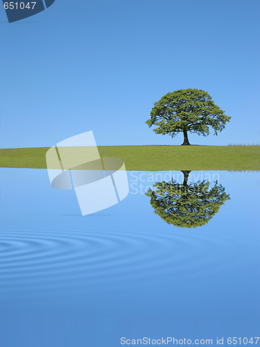 Image of Oak Tree Reflection