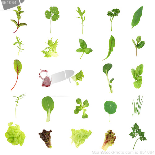 Image of Salad Lettuce and Herb Leaves