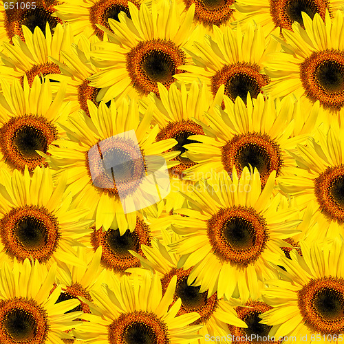 Image of Sunflower Multitude