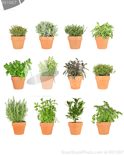 Image of Twelve Herbs in Pots