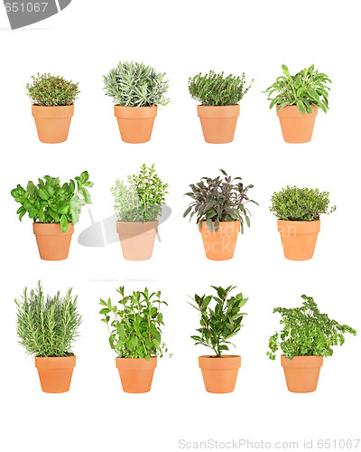 Image of Twelve Herbs in Pots