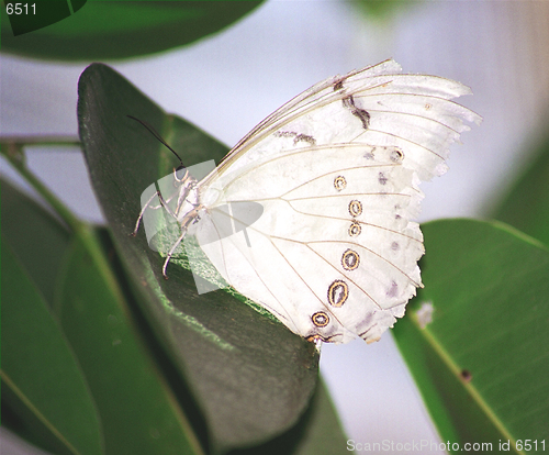 Image of white butterfly