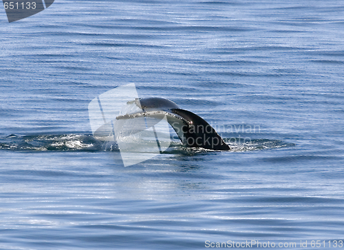 Image of Tail of humpback