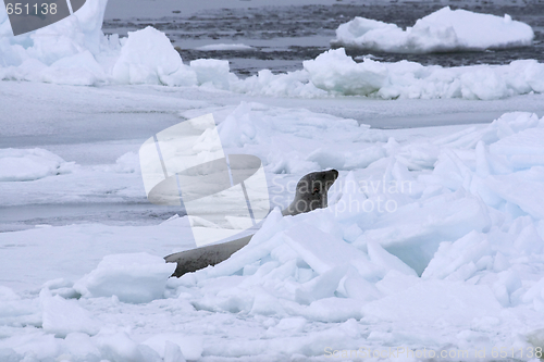 Image of Weddell seal (Leptonychotes weddellii)