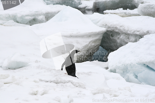 Image of Adelie penguin (Pygoscelis adeliae)