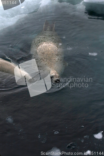 Image of Weddell seal (Leptonychotes weddellii)