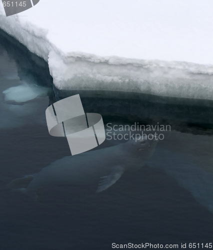 Image of Weddell seal (Leptonychotes weddellii)