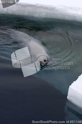 Image of Weddell seal (Leptonychotes weddellii)