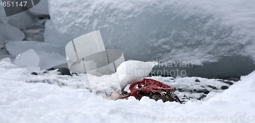 Image of Snowy sheathbill (Chionis albus)