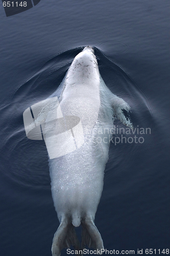 Image of Weddell seal (Leptonychotes weddellii)