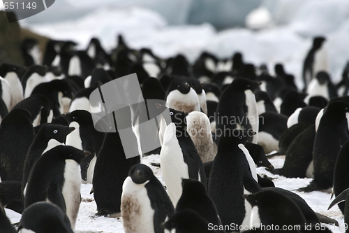 Image of Adelie penguin (Pygoscelis adeliae)