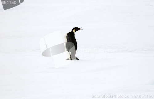 Image of Emperor penguin (Aptenodytes forsteri)