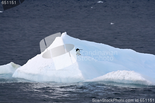 Image of Adelie penguin (Pygoscelis adeliae)