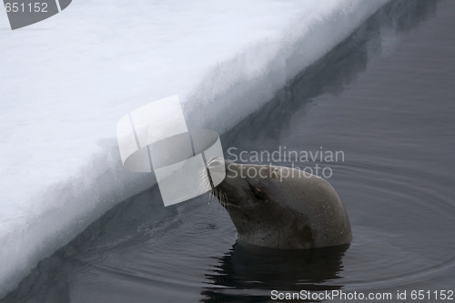 Image of Weddell seal (Leptonychotes weddellii)