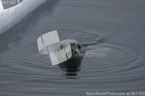 Image of Weddell seal (Leptonychotes weddellii)