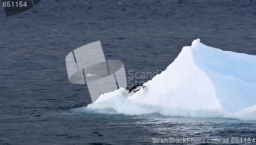 Image of Adelie penguin (Pygoscelis adeliae)