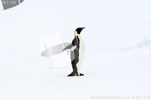 Image of Emperor penguin (Aptenodytes forsteri)