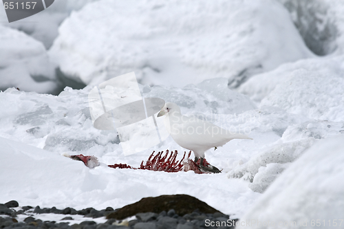 Image of Snowy sheathbill (Chionis albus)