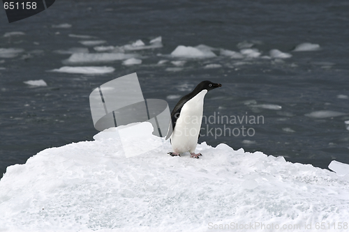 Image of Adelie penguin (Pygoscelis adeliae)