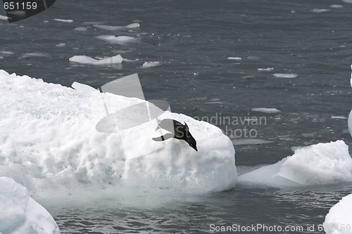 Image of Adelie penguin (Pygoscelis adeliae)