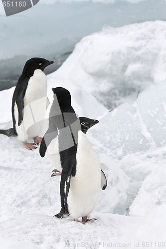 Image of Adelie penguin (Pygoscelis adeliae)