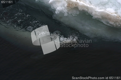 Image of Weddell seal (Leptonychotes weddellii)