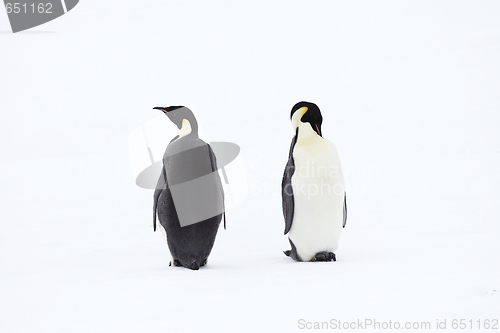 Image of Emperor penguins (Aptenodytes forsteri)