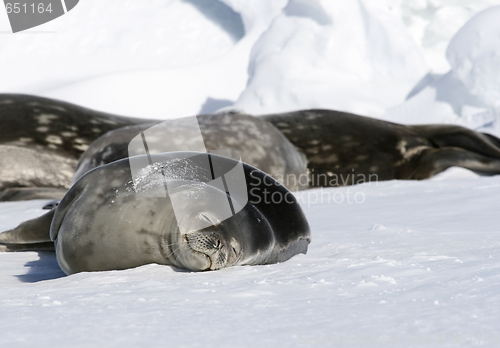 Image of Weddell seals (Leptonychotes weddellii)