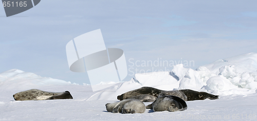 Image of Weddell seals (Leptonychotes weddellii)