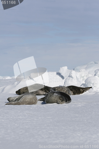Image of Weddell seals (Leptonychotes weddellii)